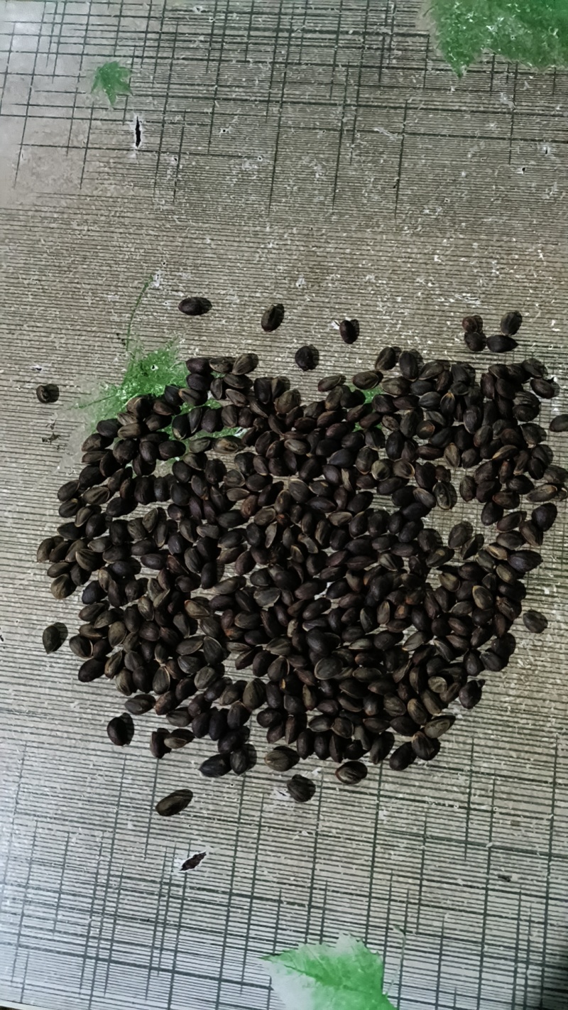 云南会泽松包颗颗饱满，大量上市中