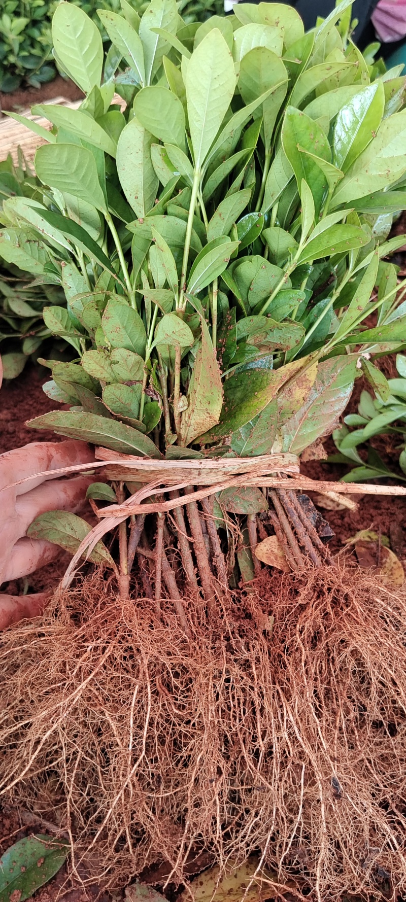 玫瑰栀子花小苗，自产自销，基地直发，质量有保障