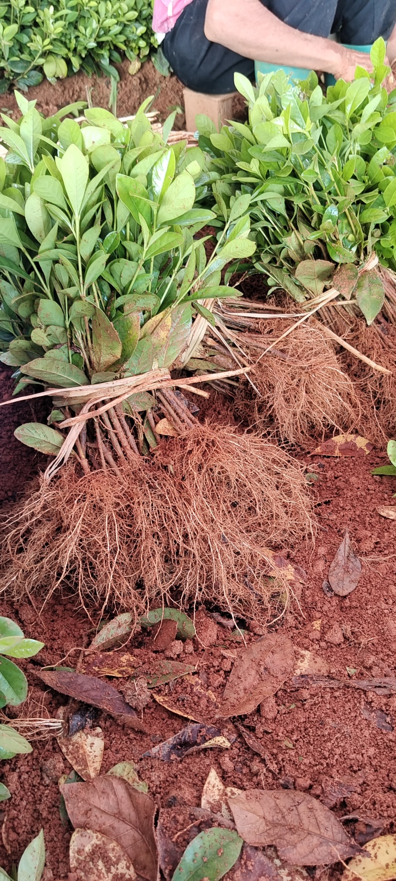 玫瑰栀子花小苗，自产自销，基地直发，质量有保障