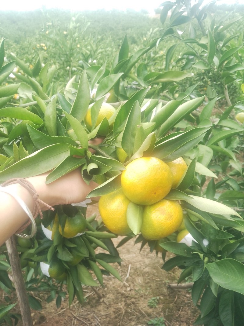 陕西城固特早蜜橘已上市，需要的及时联系