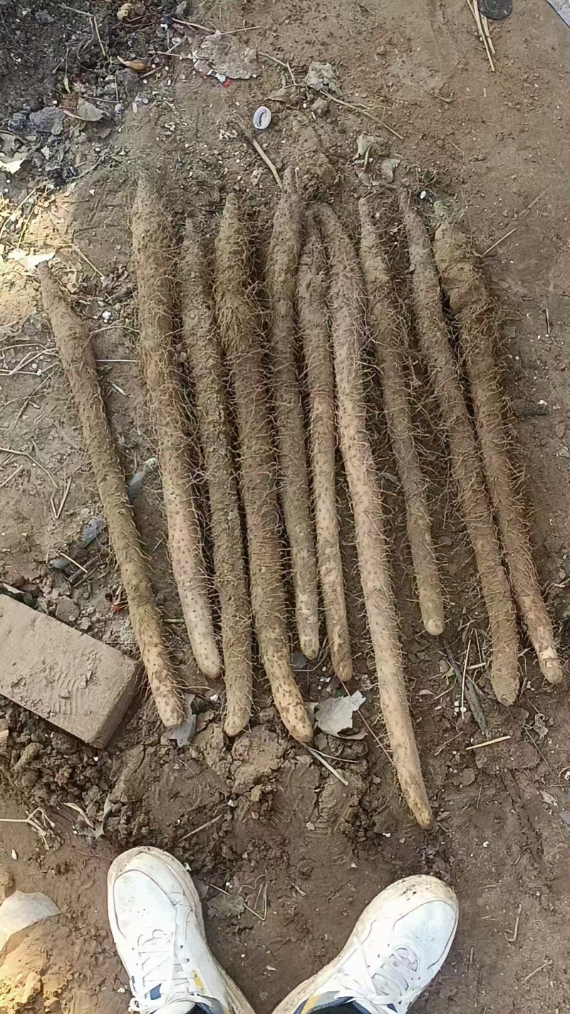 优质麻山药大货质量好/价格低/对接批发市场/欢迎咨询
