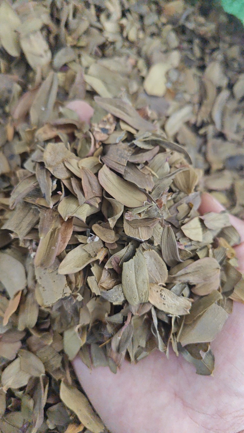 铁皮石斛叶子茶一斤装正品石斛枫斗叶茶清补更方便