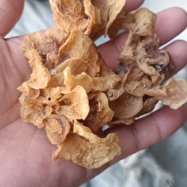 代收沙耳羊肚耳二级货羊肚耳预定沙耳羊肚耳一般羊肚耳沙耳