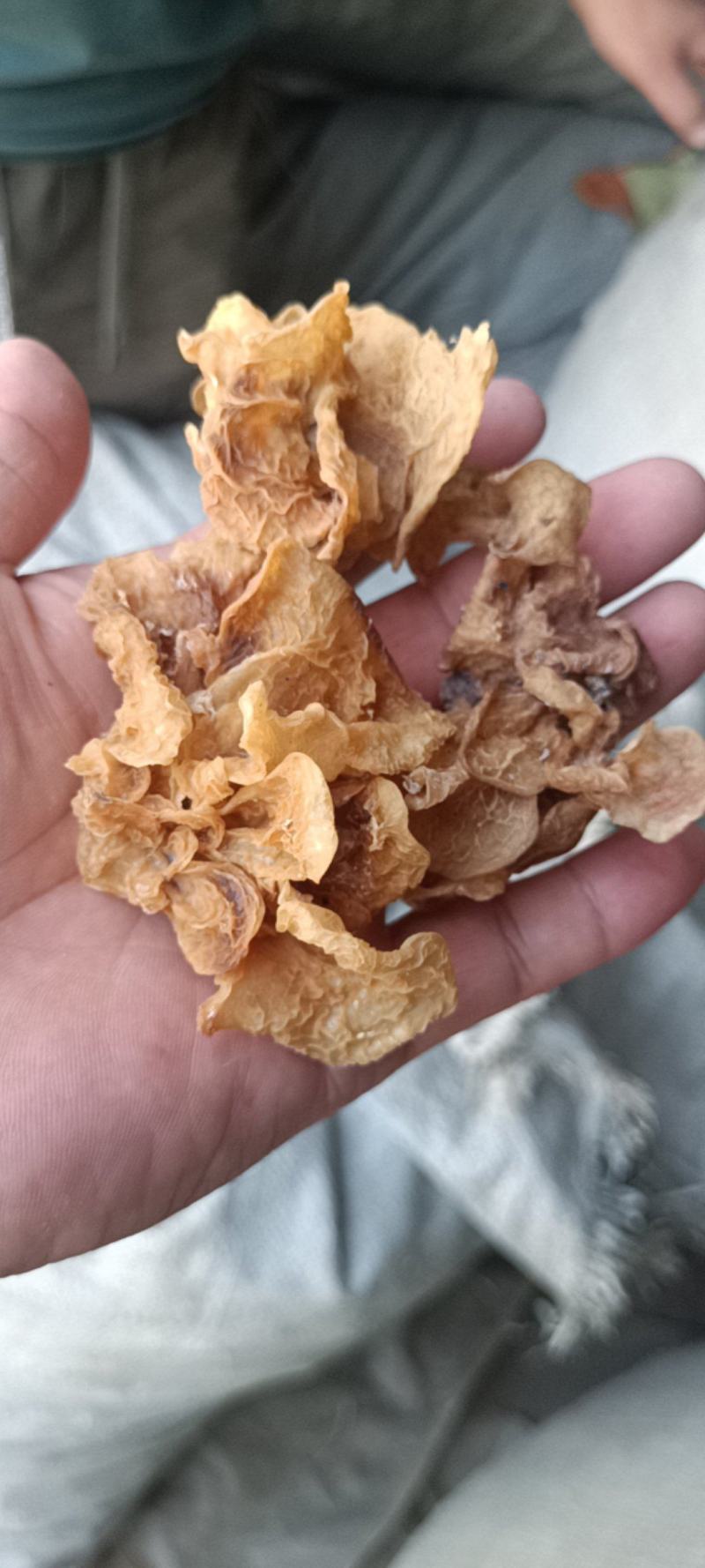 代收沙耳羊肚耳二级货羊肚耳预定沙耳羊肚耳一般羊肚耳沙耳