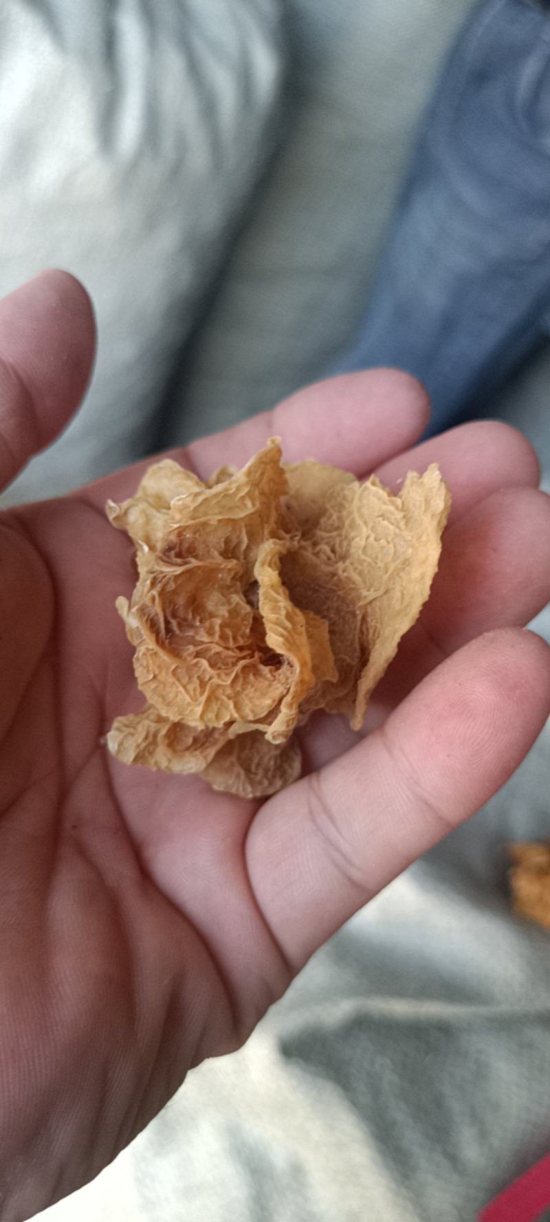 代收沙耳羊肚耳二级货羊肚耳预定沙耳羊肚耳一般羊肚耳沙耳