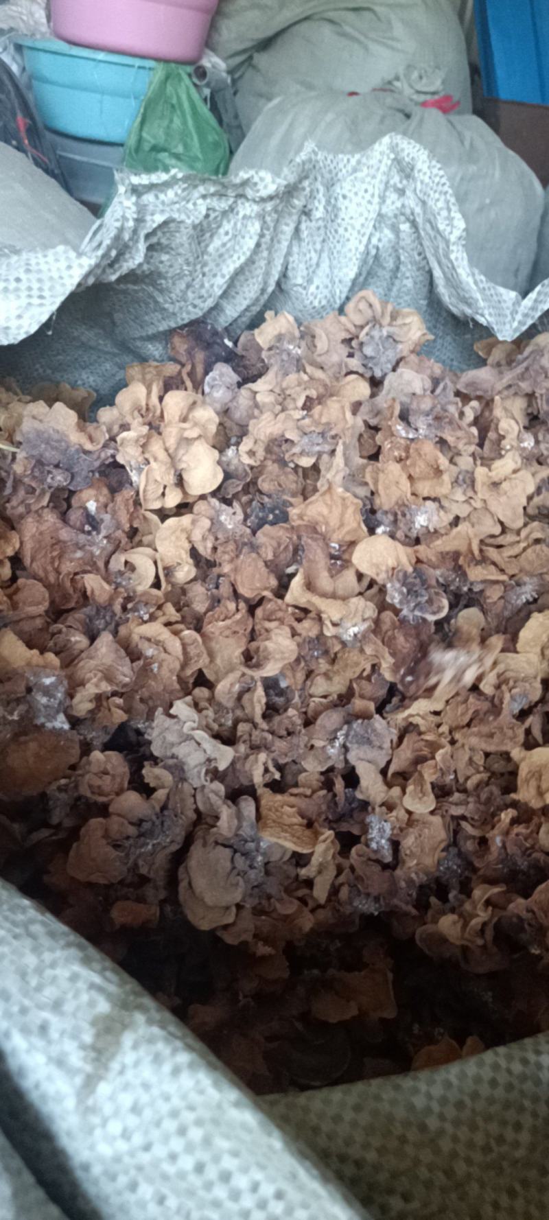 代收沙耳羊肚耳二级货羊肚耳预定沙耳羊肚耳一般羊肚耳沙耳