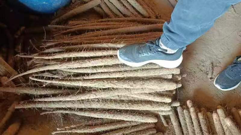 优质双棒山药/内黄县山药/产地直发对接超市社团视频看货