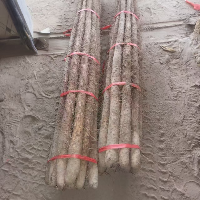 优质双棒山药/内黄县山药/产地直发对接超市社团视频看货