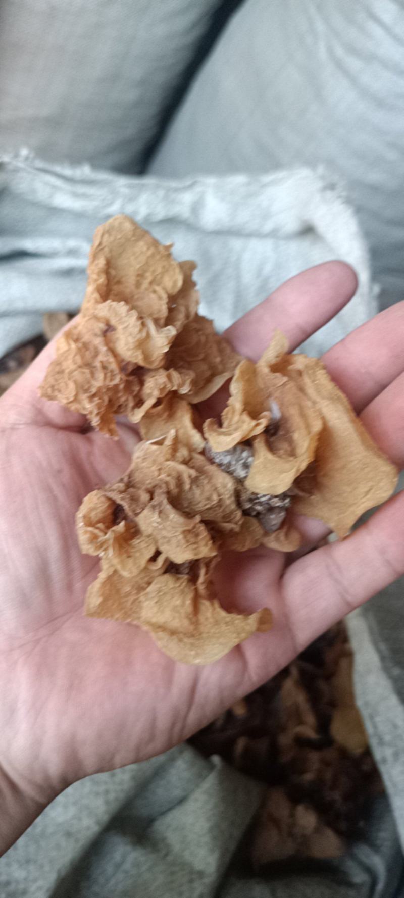 代收沙耳羊肚耳二级货羊肚耳预定沙耳羊肚耳一般羊肚耳沙耳