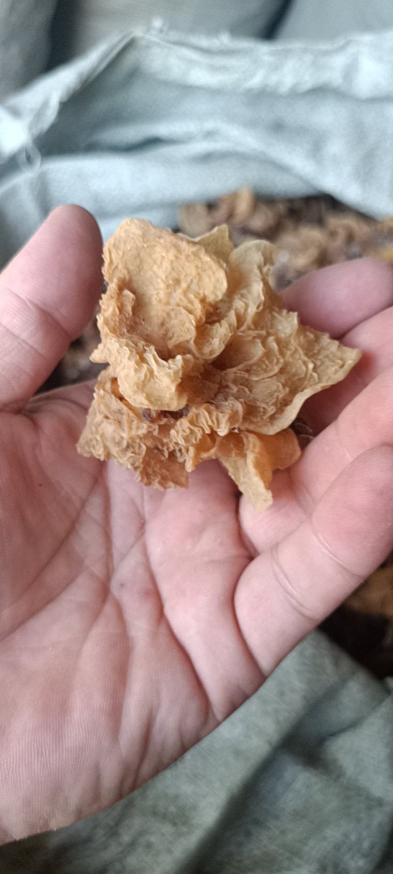 代收沙耳羊肚耳二级货羊肚耳预定沙耳羊肚耳一般羊肚耳沙耳