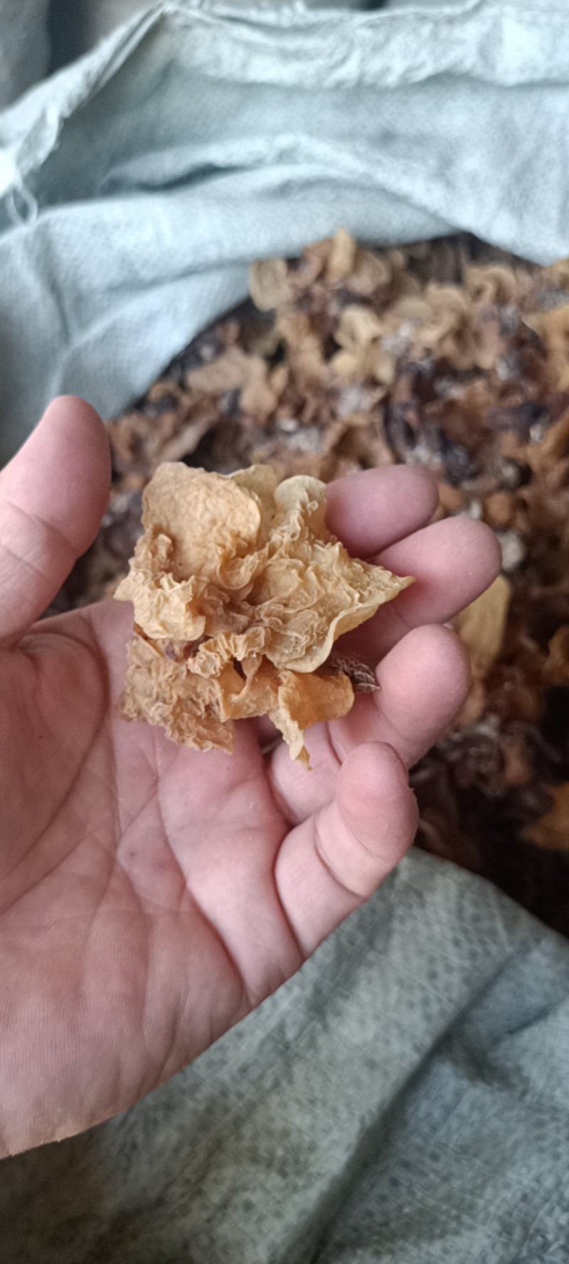 代收沙耳羊肚耳二级货羊肚耳预定沙耳羊肚耳一般羊肚耳沙耳