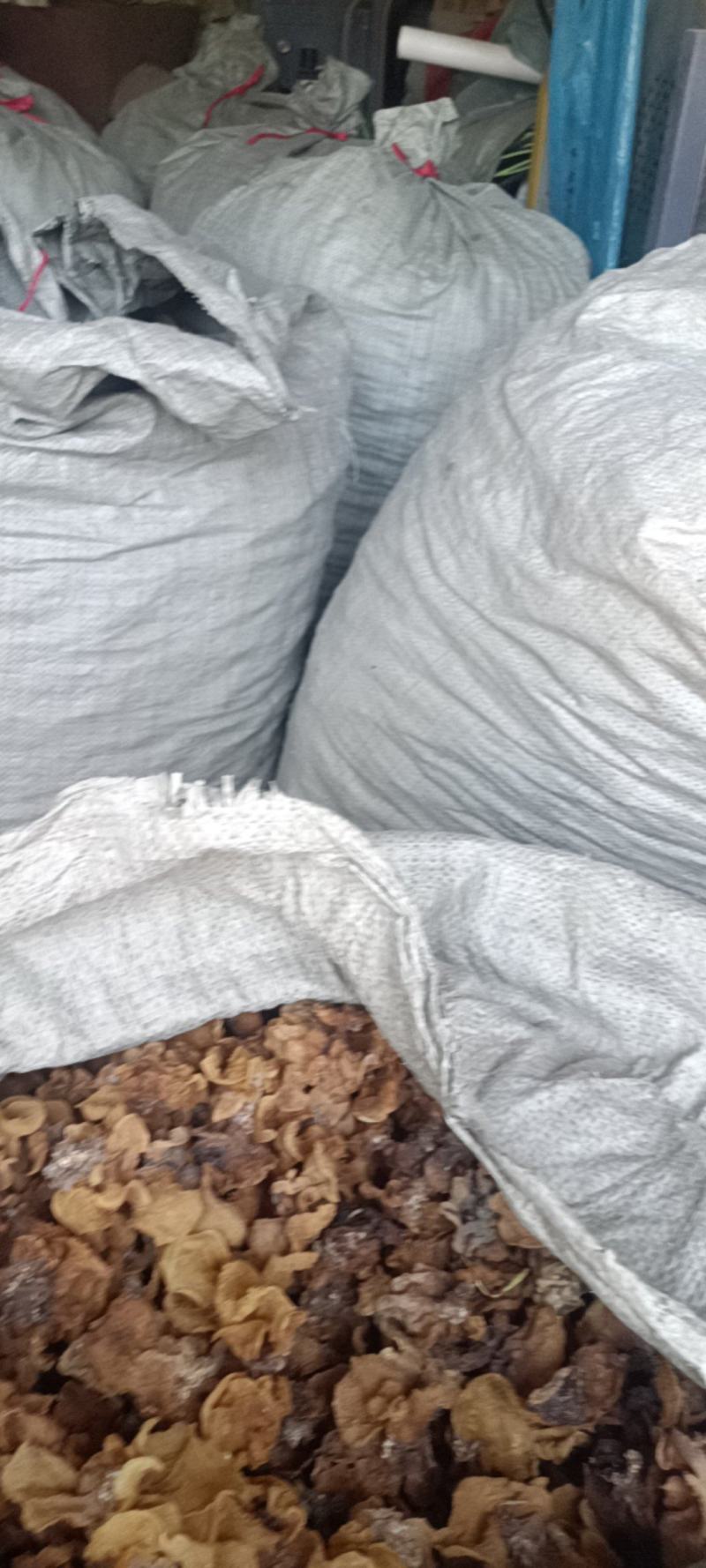 代收沙耳羊肚耳二级货羊肚耳预定沙耳羊肚耳一般羊肚耳沙耳