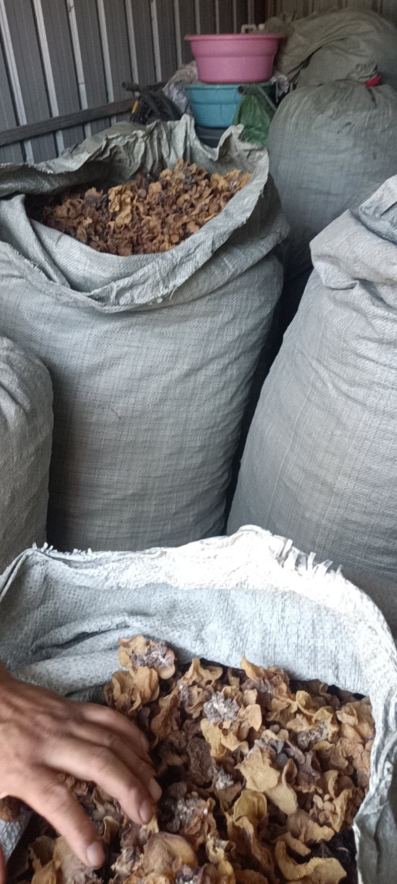 代收沙耳羊肚耳二级货羊肚耳预定沙耳羊肚耳一般羊肚耳沙耳