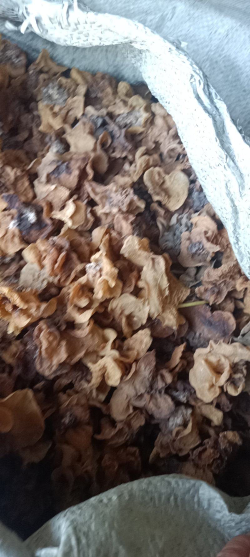 代收沙耳羊肚耳二级货羊肚耳预定沙耳羊肚耳一般羊肚耳沙耳