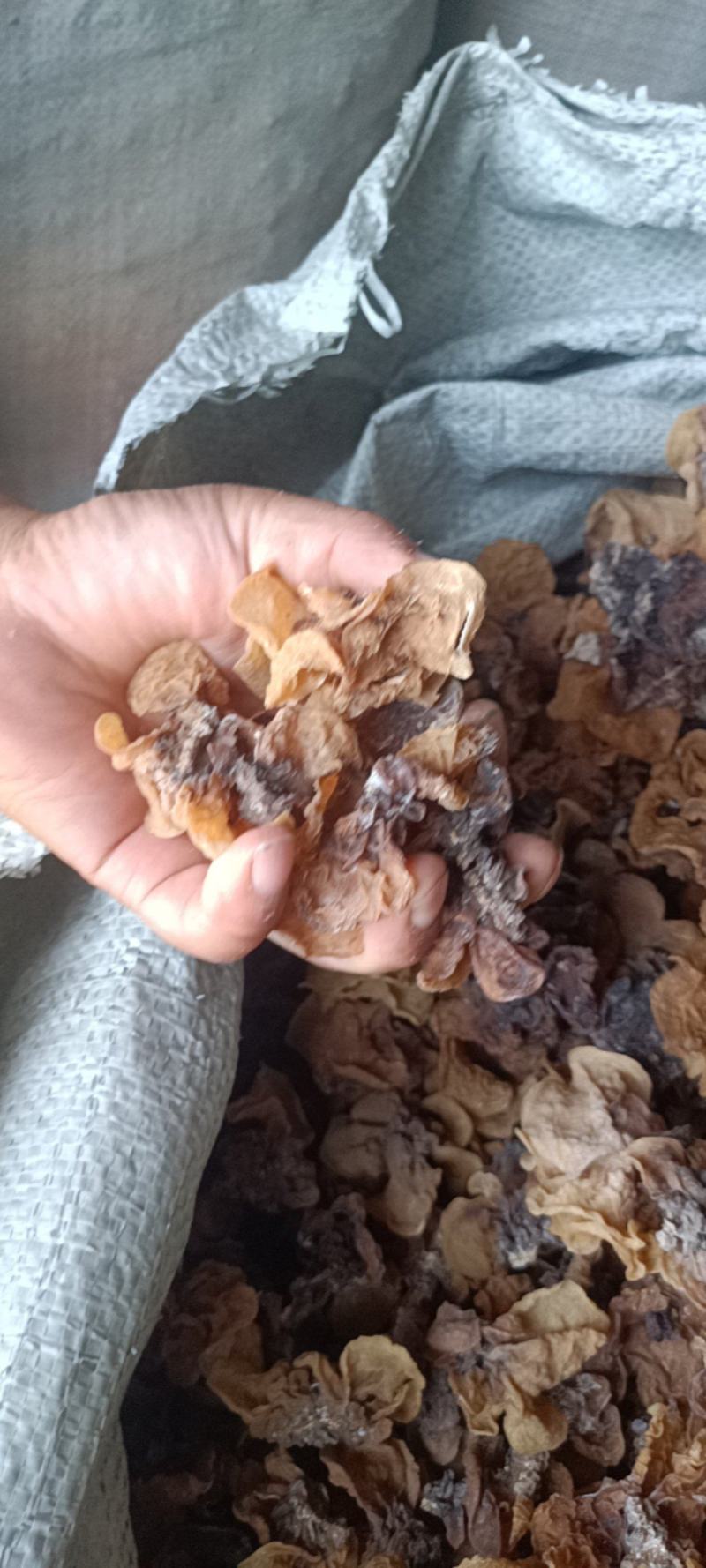 代收沙耳羊肚耳二级货羊肚耳预定沙耳羊肚耳一般羊肚耳沙耳