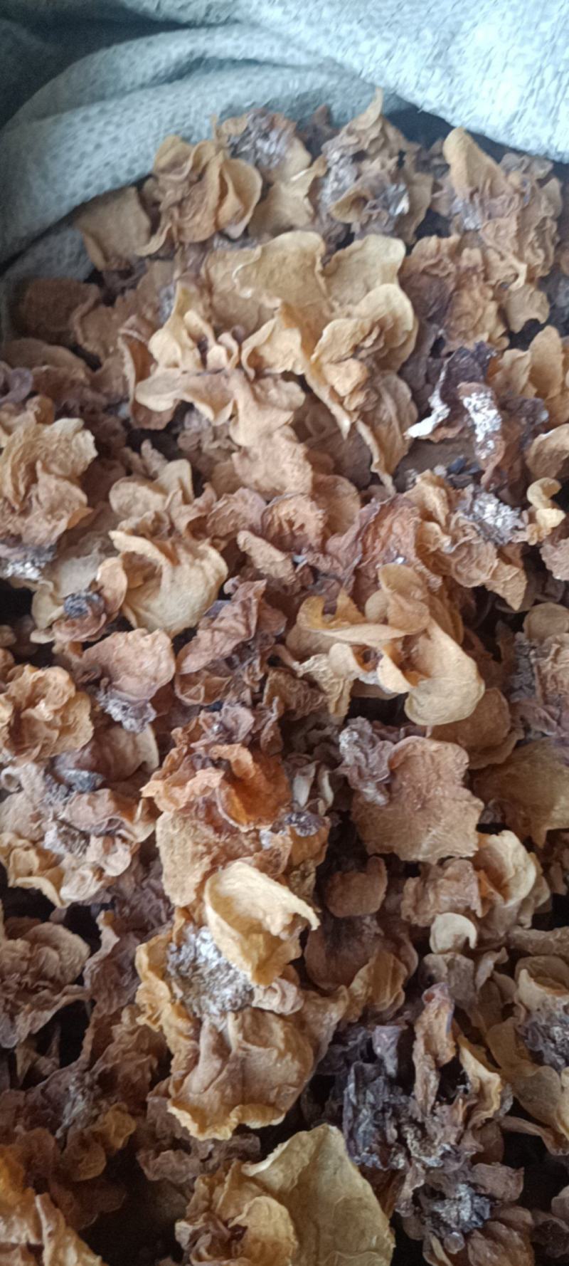 代收沙耳羊肚耳二级货羊肚耳预定沙耳羊肚耳一般羊肚耳沙耳