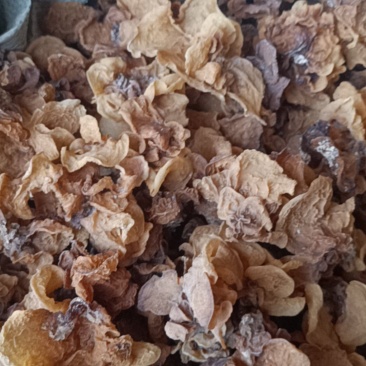 电商羊肚耳便宜沙耳线上羊肚耳产地直发羊肚耳基地一手货源批