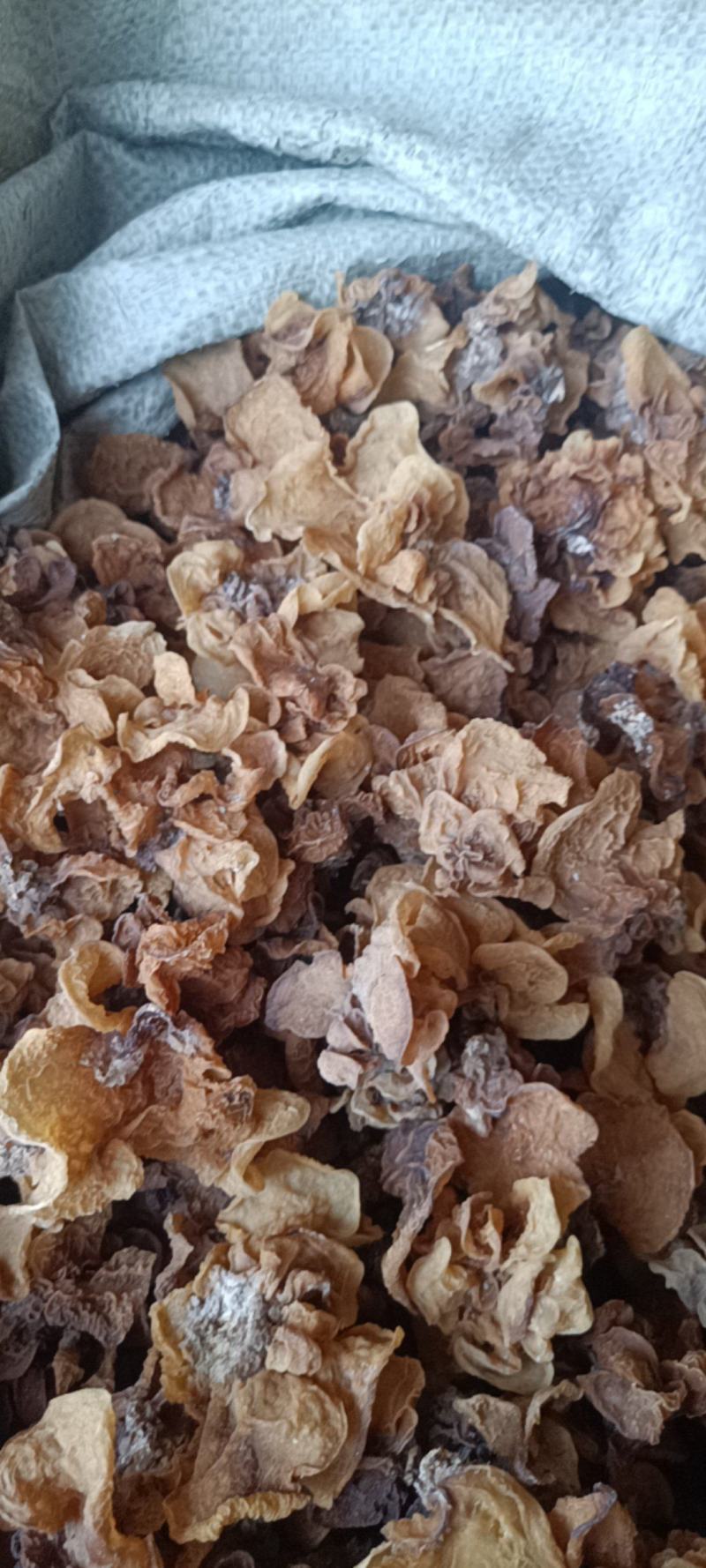 电商羊肚耳便宜沙耳线上羊肚耳产地直发羊肚耳基地一手货源批