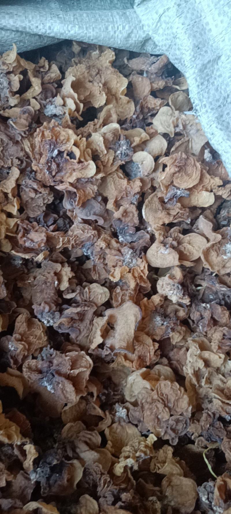 电商羊肚耳便宜沙耳线上羊肚耳产地直发羊肚耳基地一手货源批