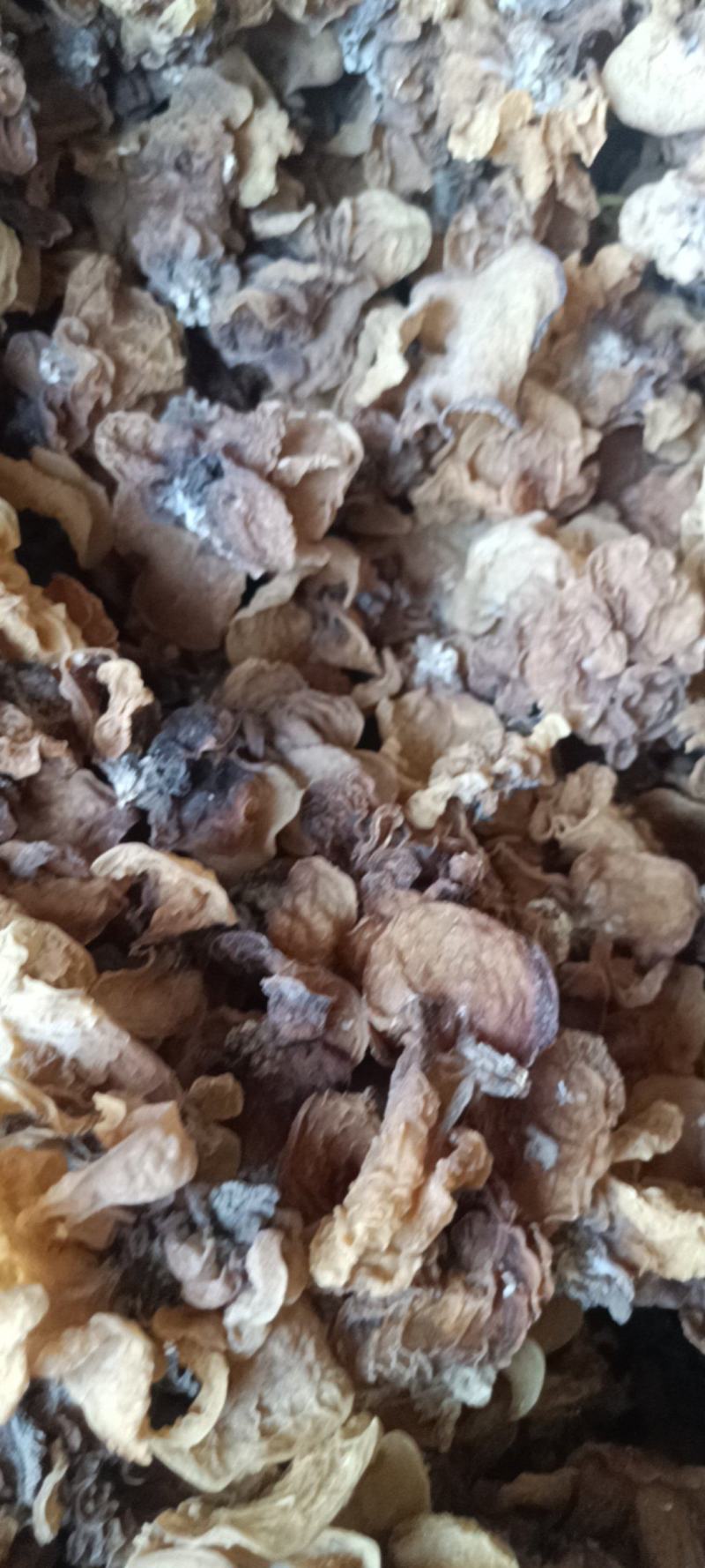 电商羊肚耳便宜沙耳线上羊肚耳产地直发羊肚耳基地一手货源批