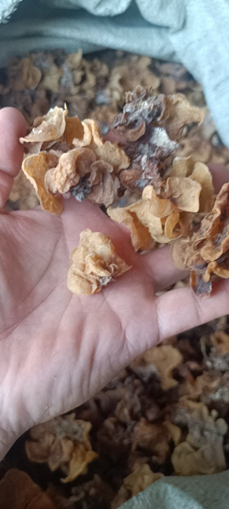 电商羊肚耳便宜沙耳线上羊肚耳产地直发羊肚耳基地一手货源批