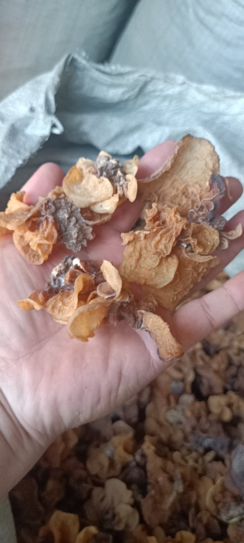 电商羊肚耳便宜沙耳线上羊肚耳产地直发羊肚耳基地一手货源批