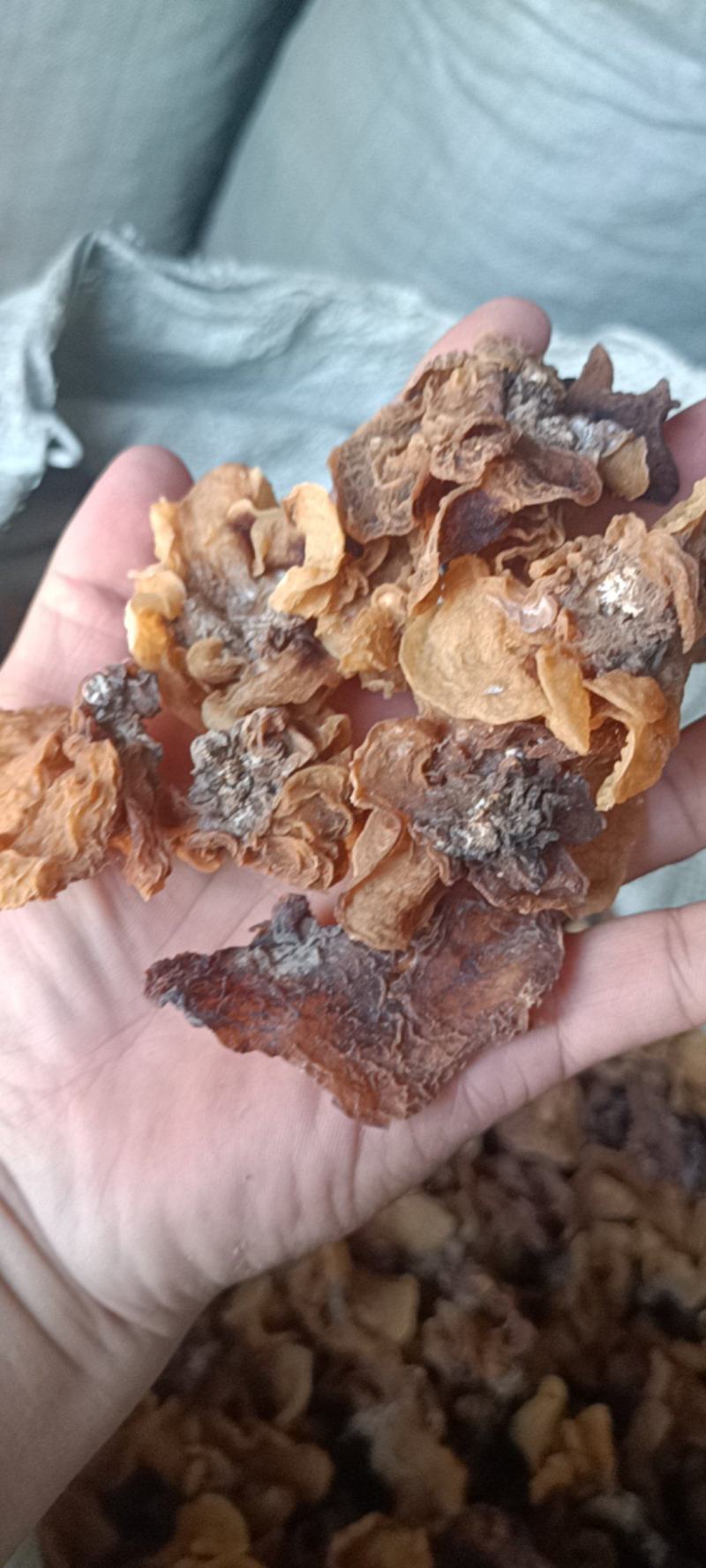 电商羊肚耳便宜沙耳线上羊肚耳产地直发羊肚耳基地一手货源批