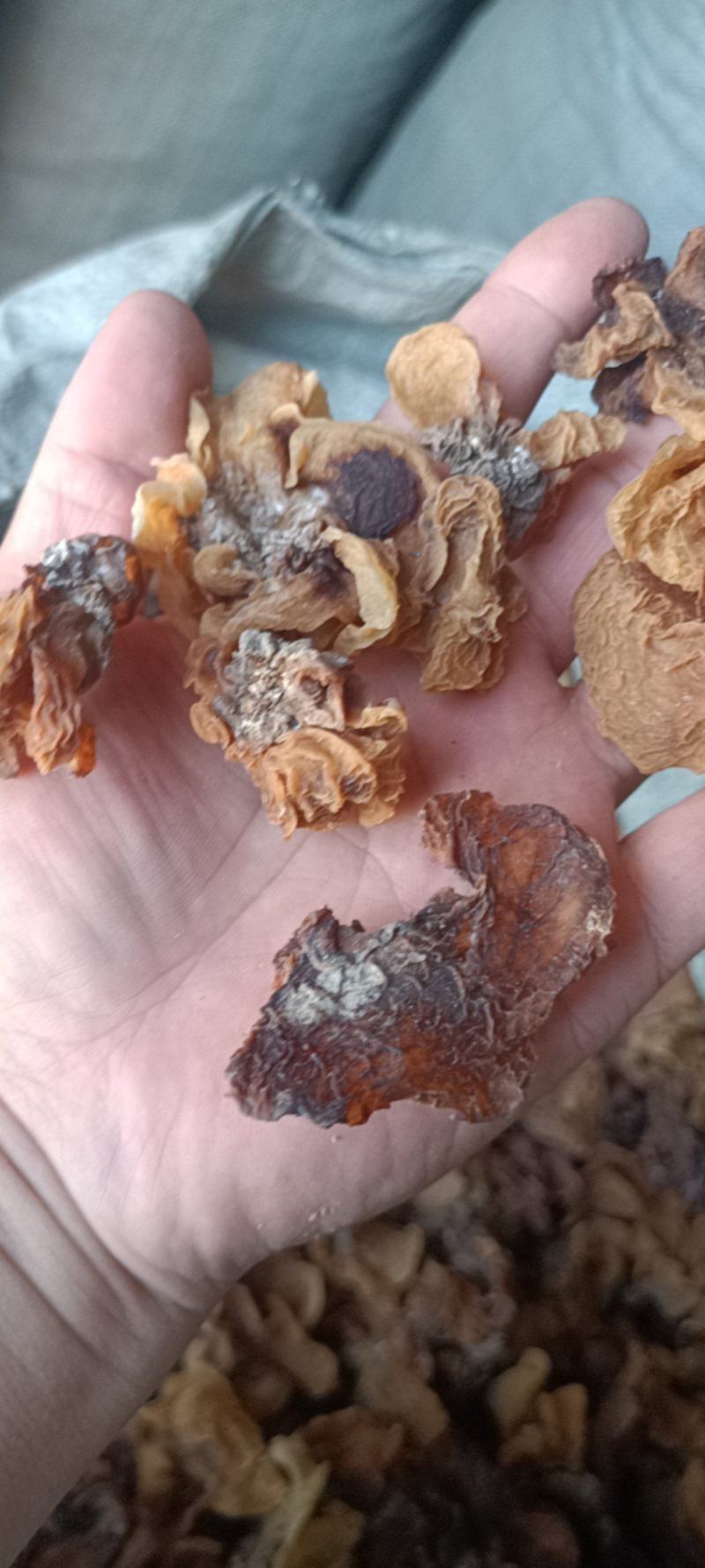 电商羊肚耳便宜沙耳线上羊肚耳产地直发羊肚耳基地一手货源批