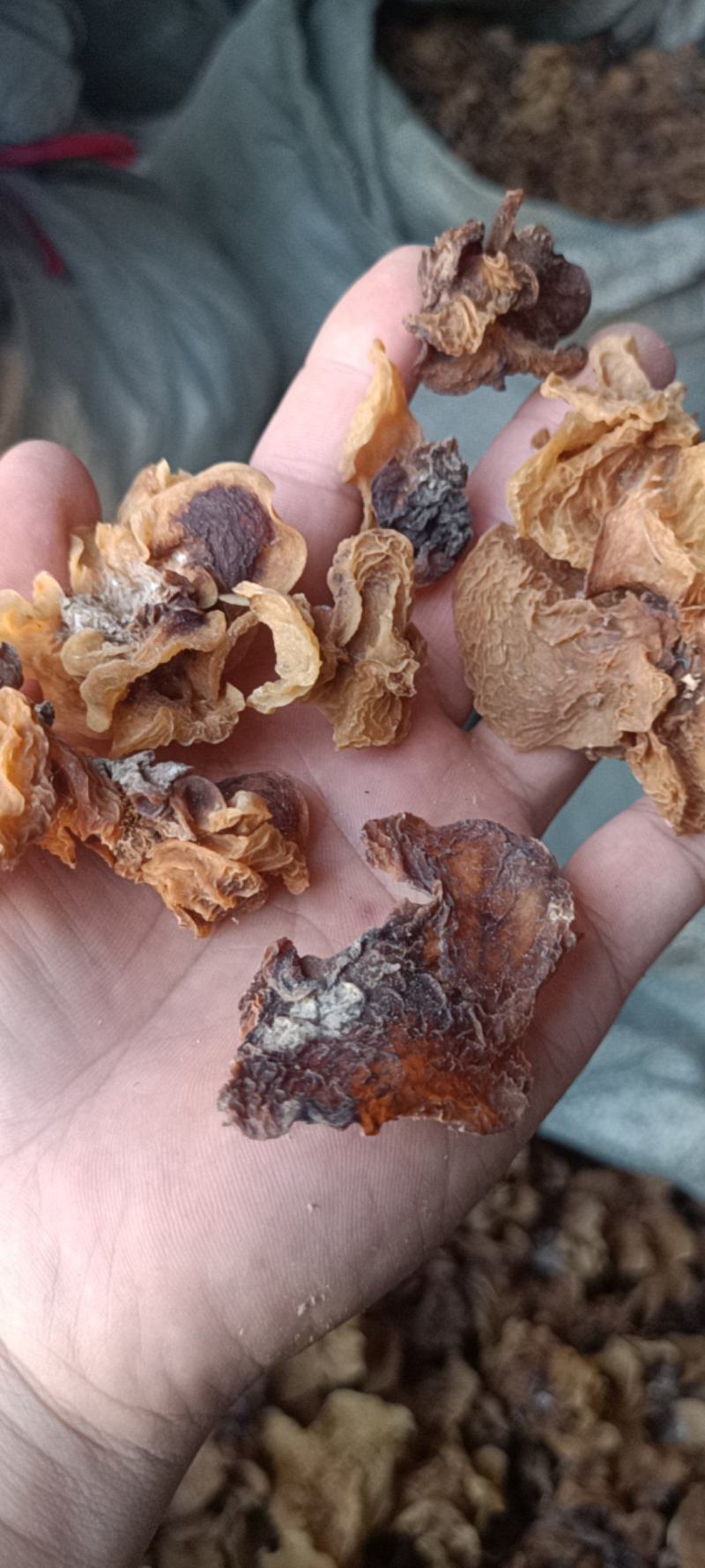 电商羊肚耳便宜沙耳线上羊肚耳产地直发羊肚耳基地一手货源批