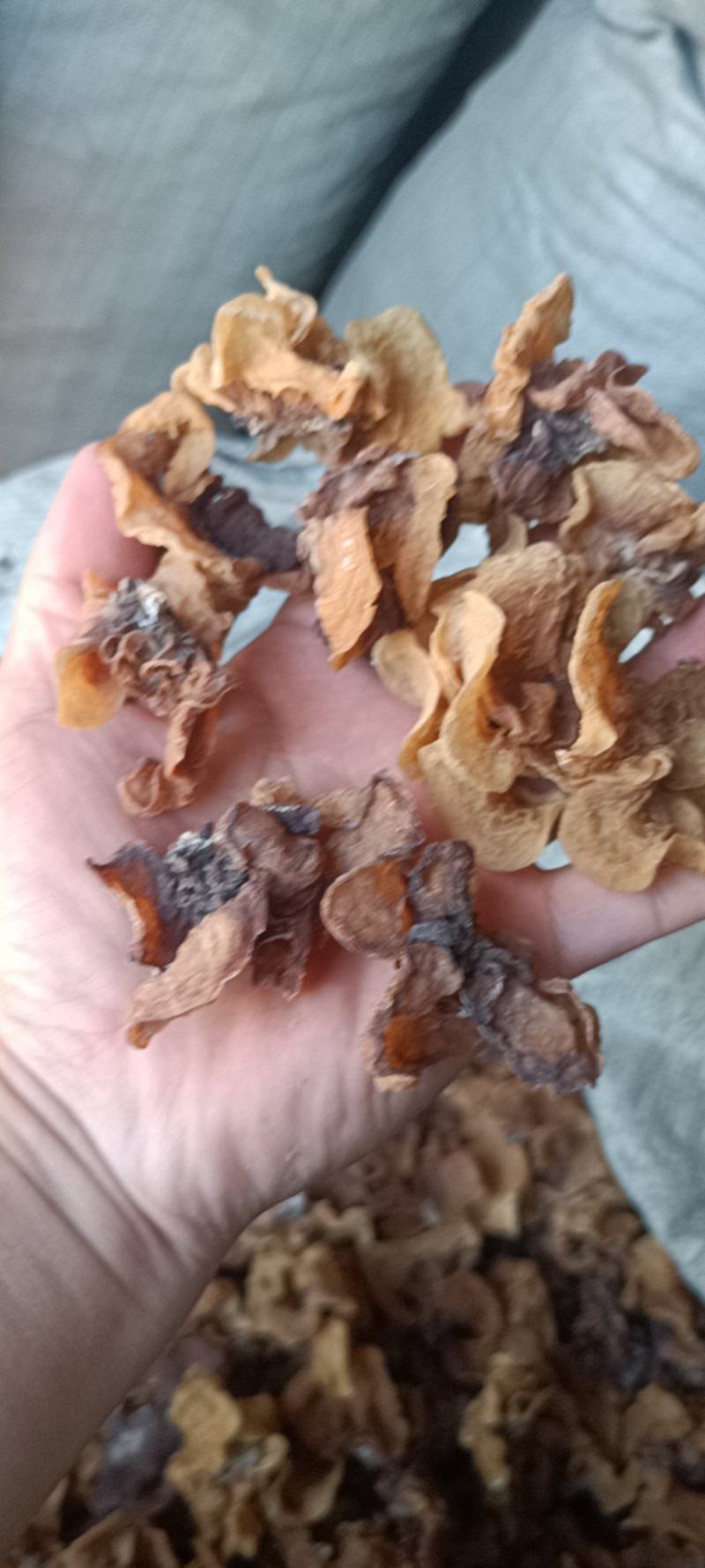 电商羊肚耳便宜沙耳线上羊肚耳产地直发羊肚耳基地一手货源批