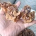 电商羊肚耳便宜沙耳线上羊肚耳产地直发羊肚耳基地一手货源批