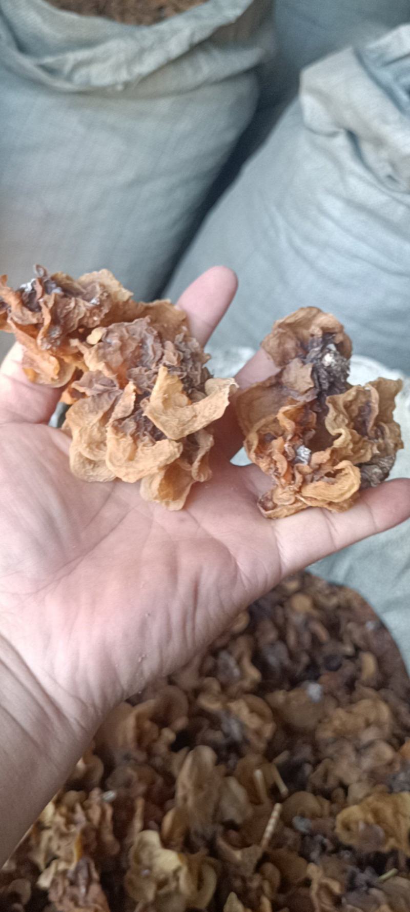 电商羊肚耳便宜沙耳线上羊肚耳产地直发羊肚耳基地一手货源批