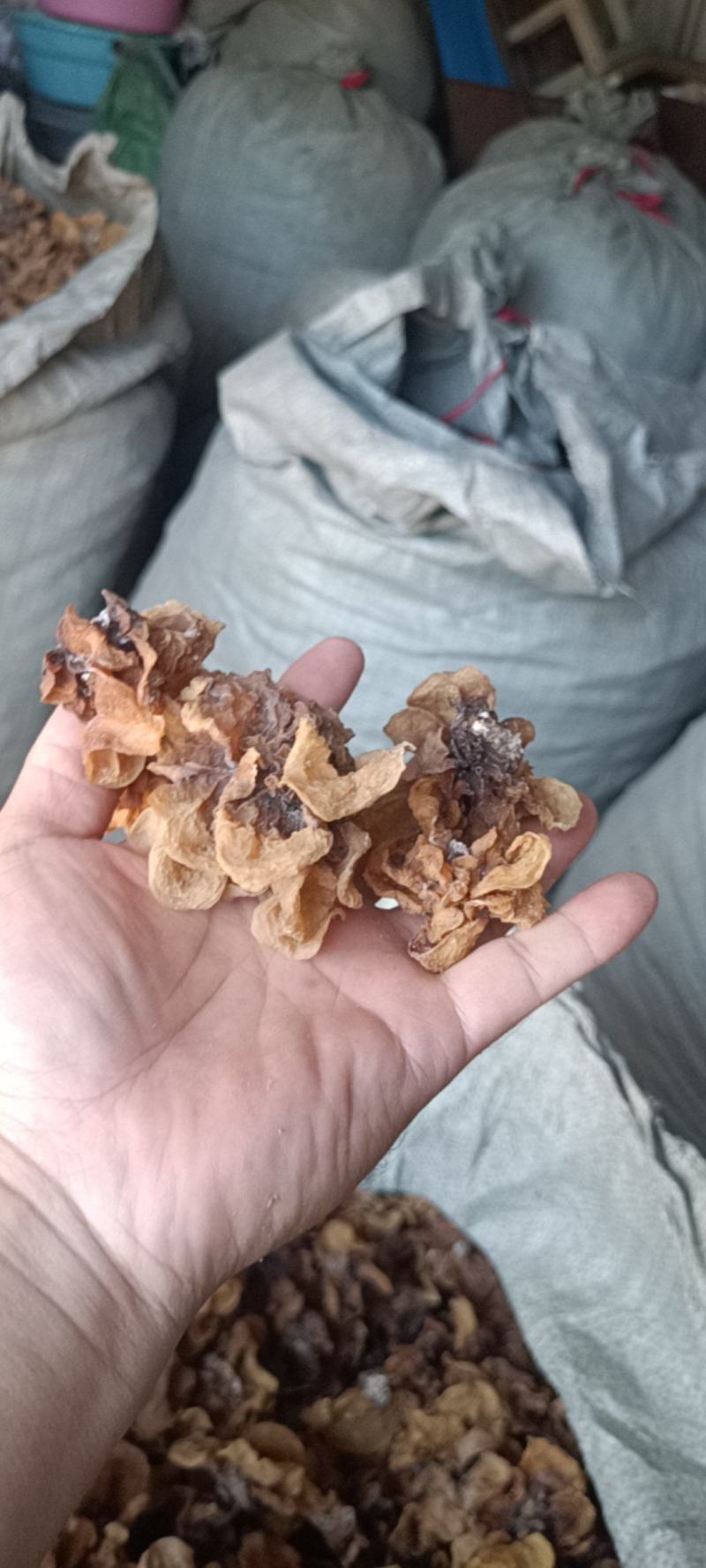 电商羊肚耳便宜沙耳线上羊肚耳产地直发羊肚耳基地一手货源批