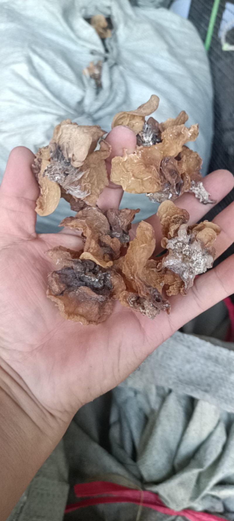 电商羊肚耳便宜沙耳线上羊肚耳产地直发羊肚耳基地一手货源批