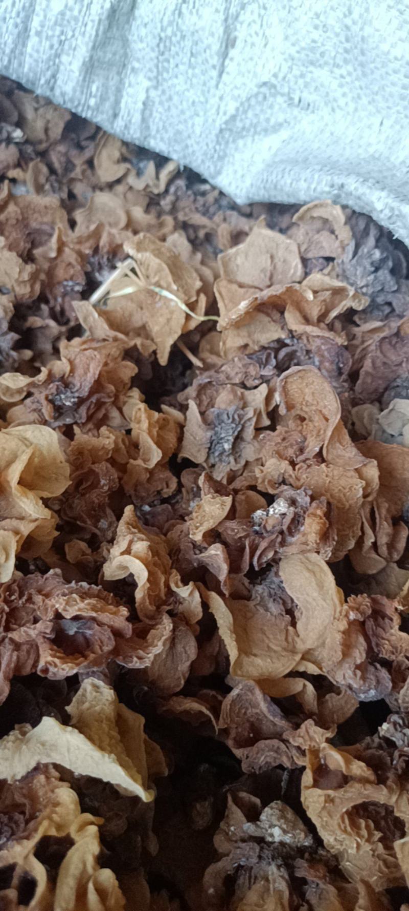 电商羊肚耳便宜沙耳线上羊肚耳产地直发羊肚耳基地一手货源批