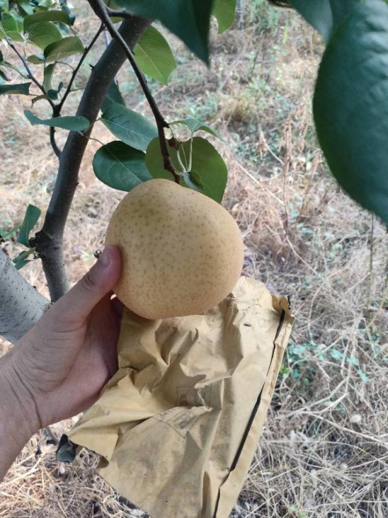 晚秋梨（套袋4两以上，大量现货）