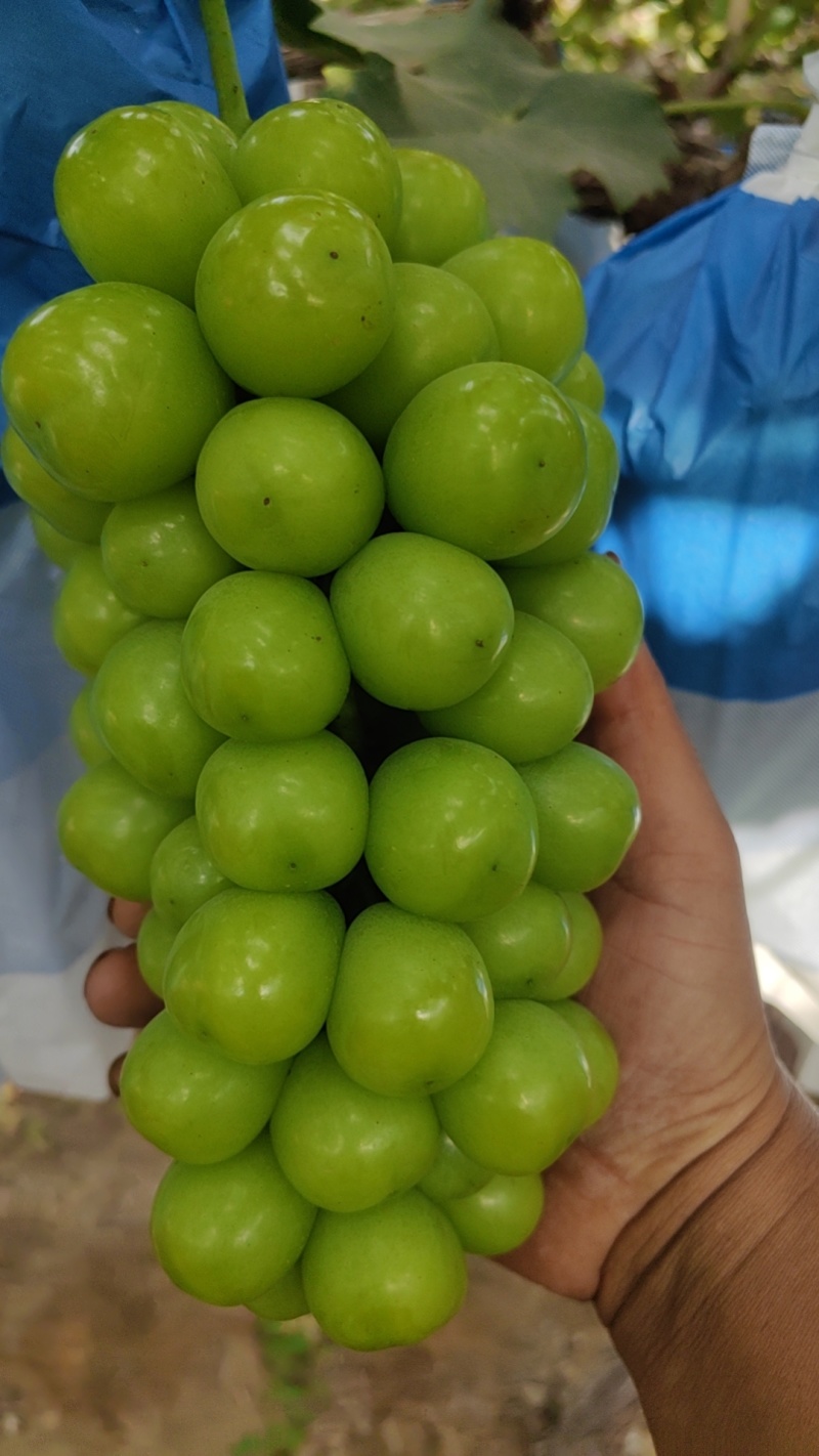 阳光玫瑰