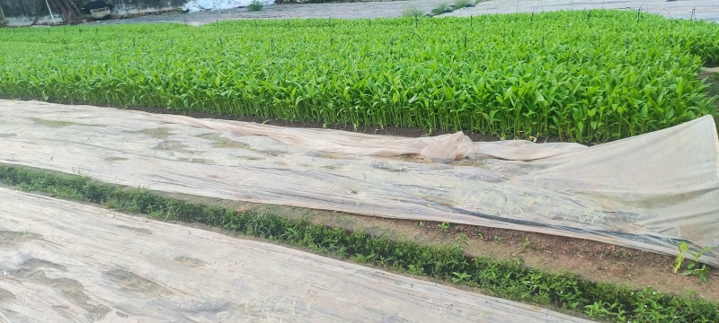 深圳本地大叶空心菜！长年每天现货供应深圳东莞广州佛山周边