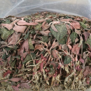 福建南靖产地直销金线莲整株干品