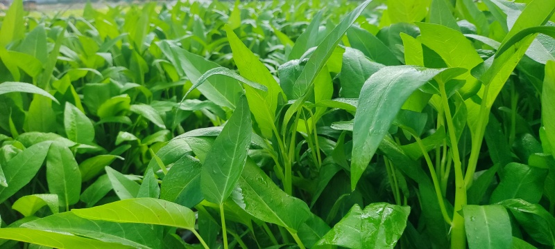 深圳本地大叶空心菜！长年每天现货供应深圳东莞广州佛山周边