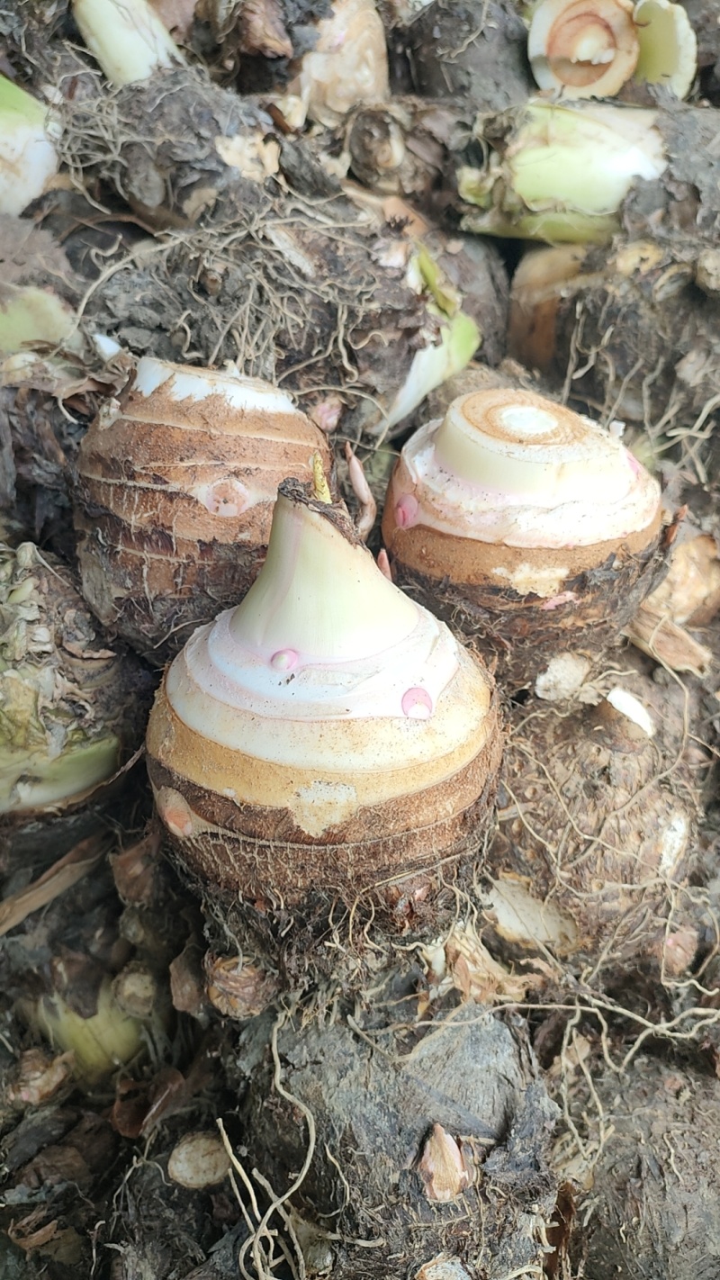 芋母，红芽芋母，金香芋母，大量上市中，物美价廉，质量**