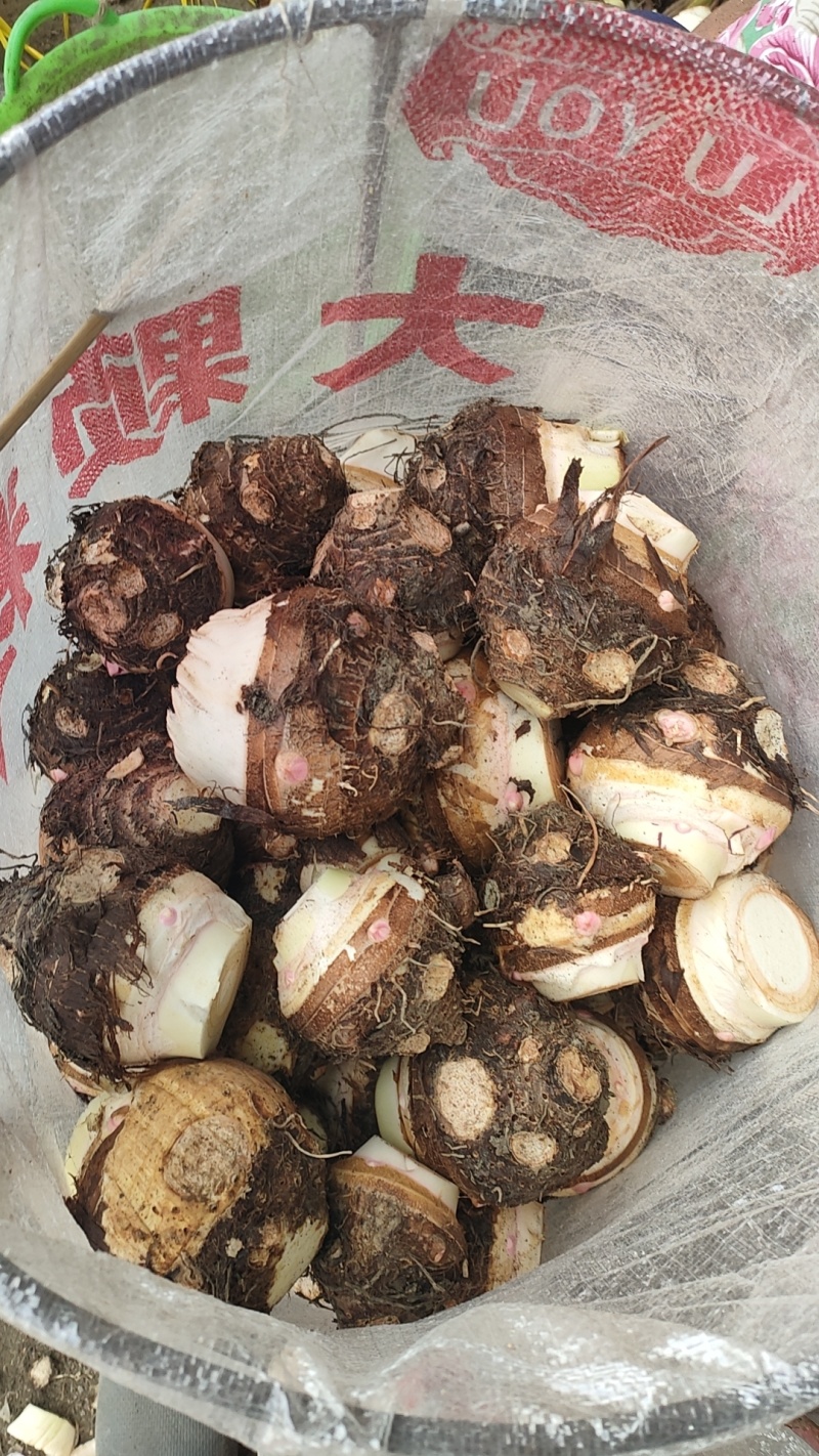 芋母，红芽芋母，金香芋母，大量上市中，物美价廉，质量**