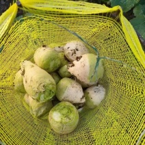 河北芥菜芥菜疙瘩产地一手货源量大从优欢迎联系