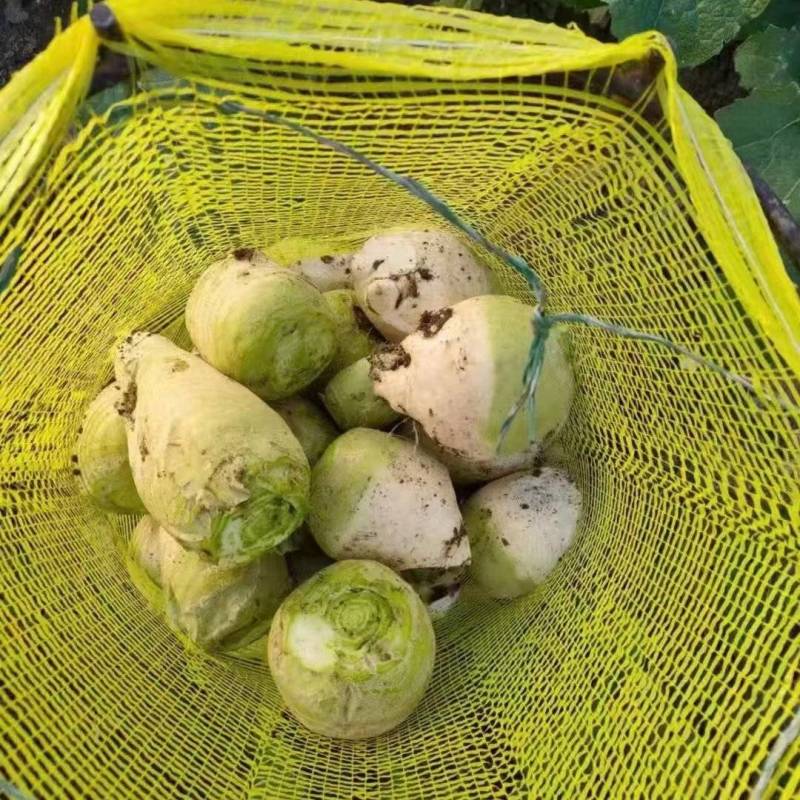 河北芥菜芥菜疙瘩产地一手货源量大从优欢迎联系