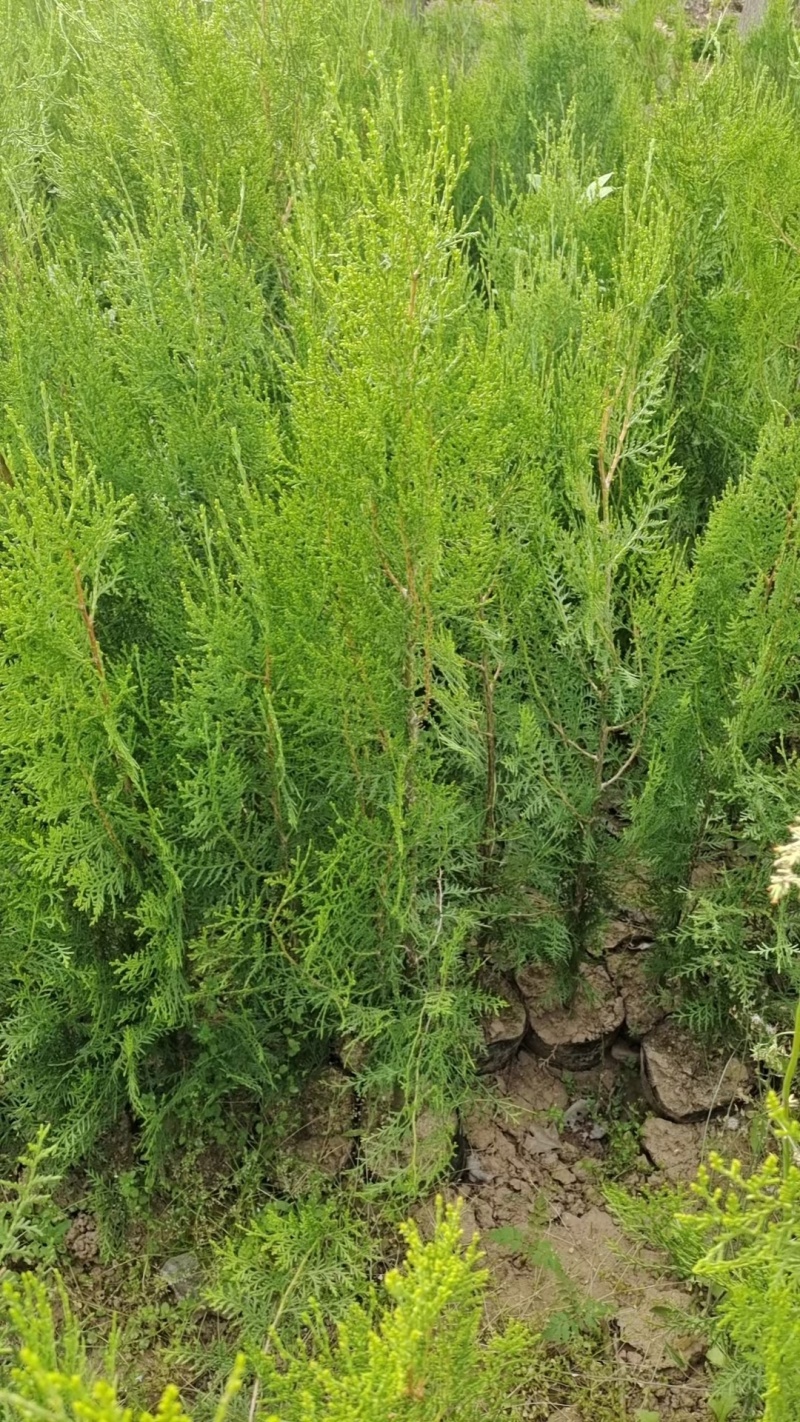 侧柏杯苗