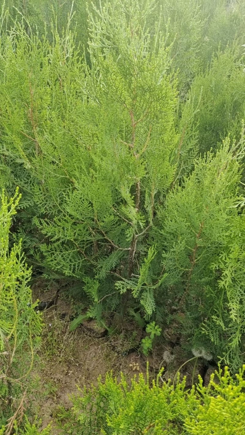 侧柏杯苗