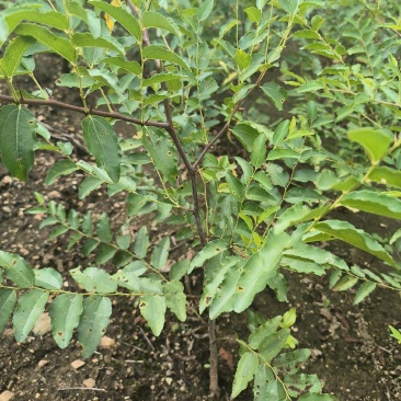药用酸枣苗40-70公分酸枣杯苗1米高2年酸枣苗
