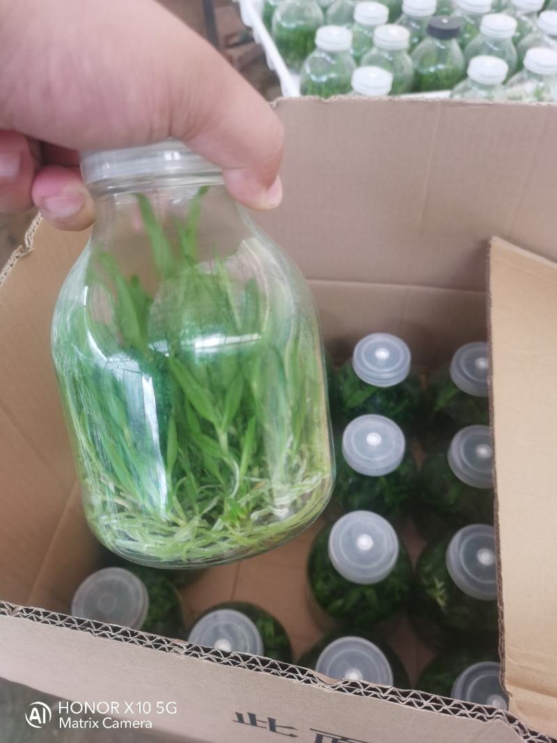 铁皮石斛瓶苗广西红杆软脚品质保证成活率高