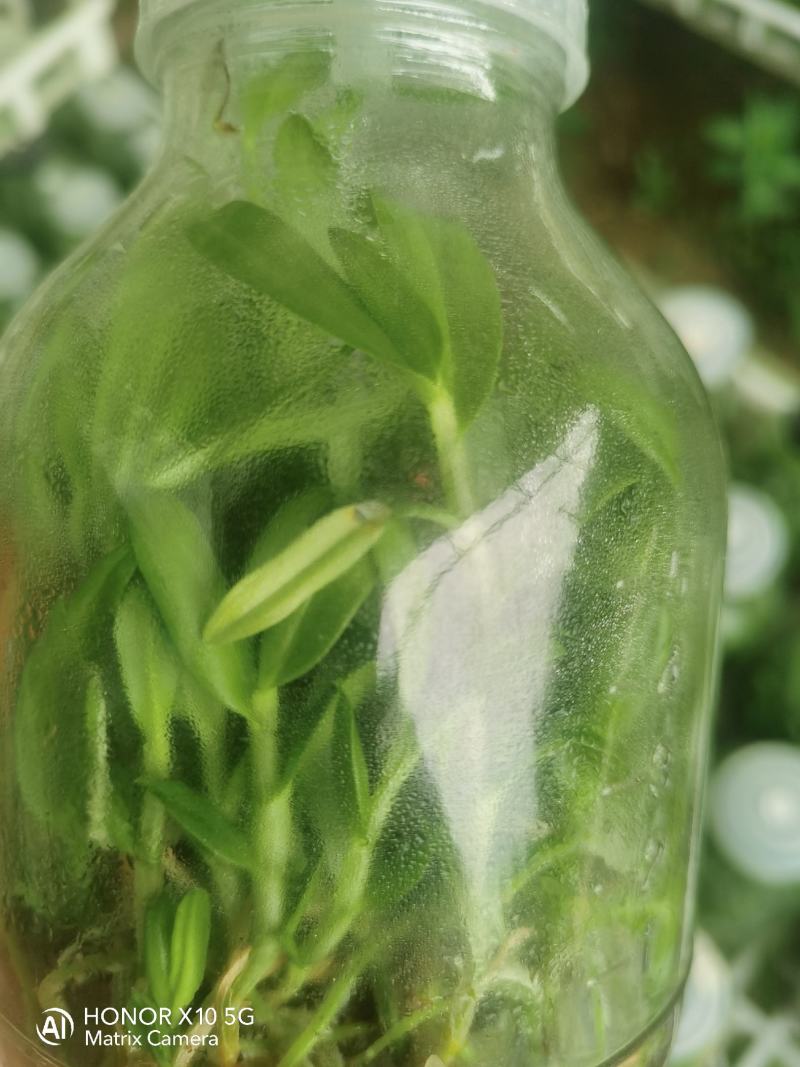 铁皮石斛瓶苗广西红杆软脚品质保证成活率高