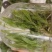 铁皮石斛瓶苗广西红杆软脚品质保证成活率高